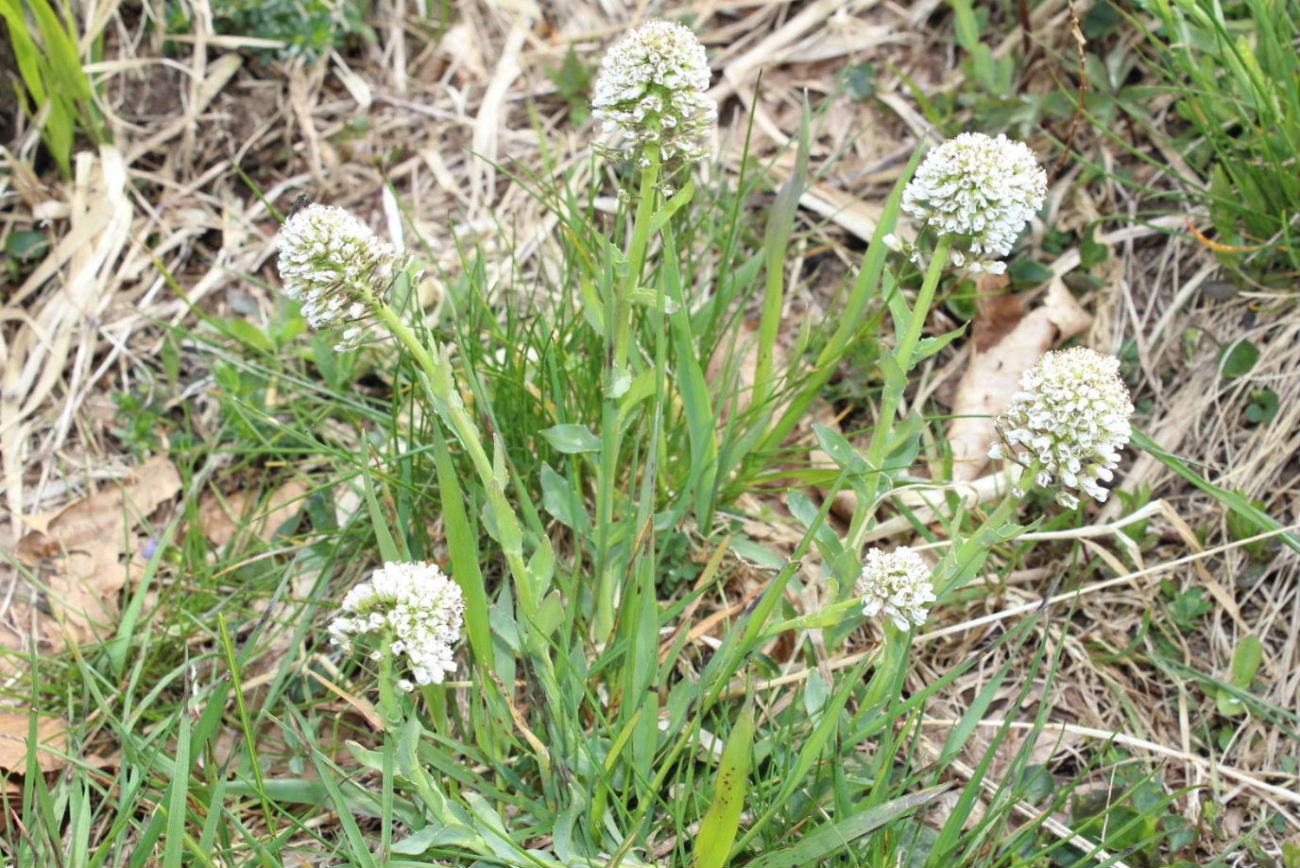 Thlaspi ?? da determinare